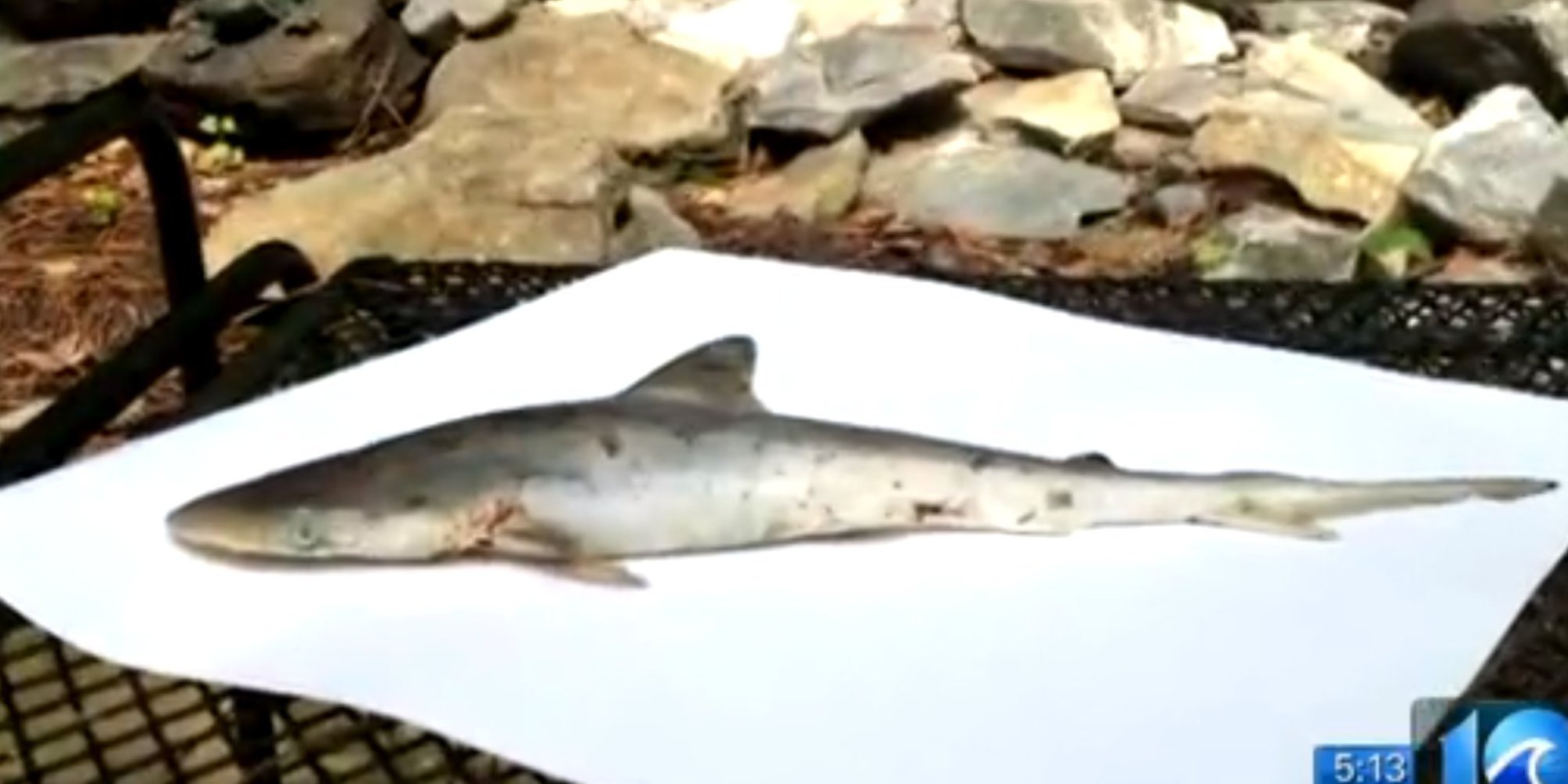 Baby Shark Fell Out Of The Sky And Into Virginia Family's Backyard