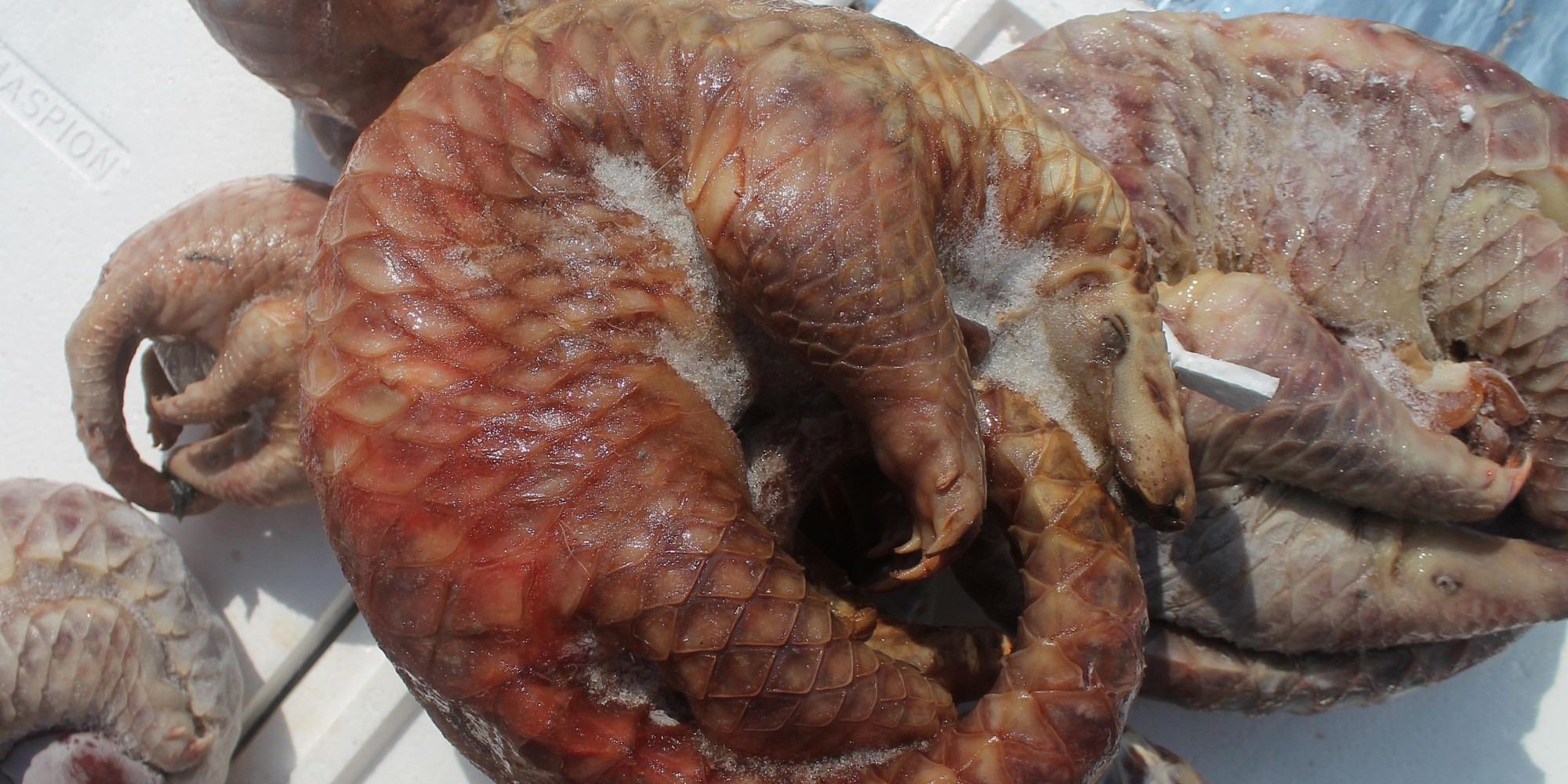 This Is How A Species Goes Extinct: More Than A Ton Of Frozen Pangolin Meat Seized In ...