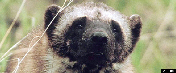Northern Wolverine