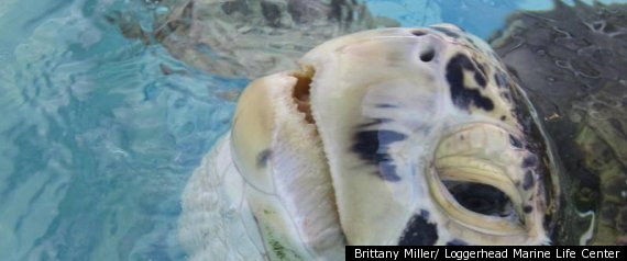 Turtle Says Byebye