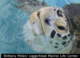 After Year Of Rehab, Turtle With Broken Shell Will Be Set Free