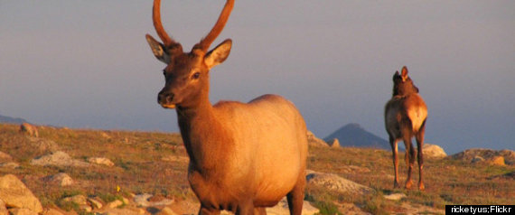 Colorado Elk