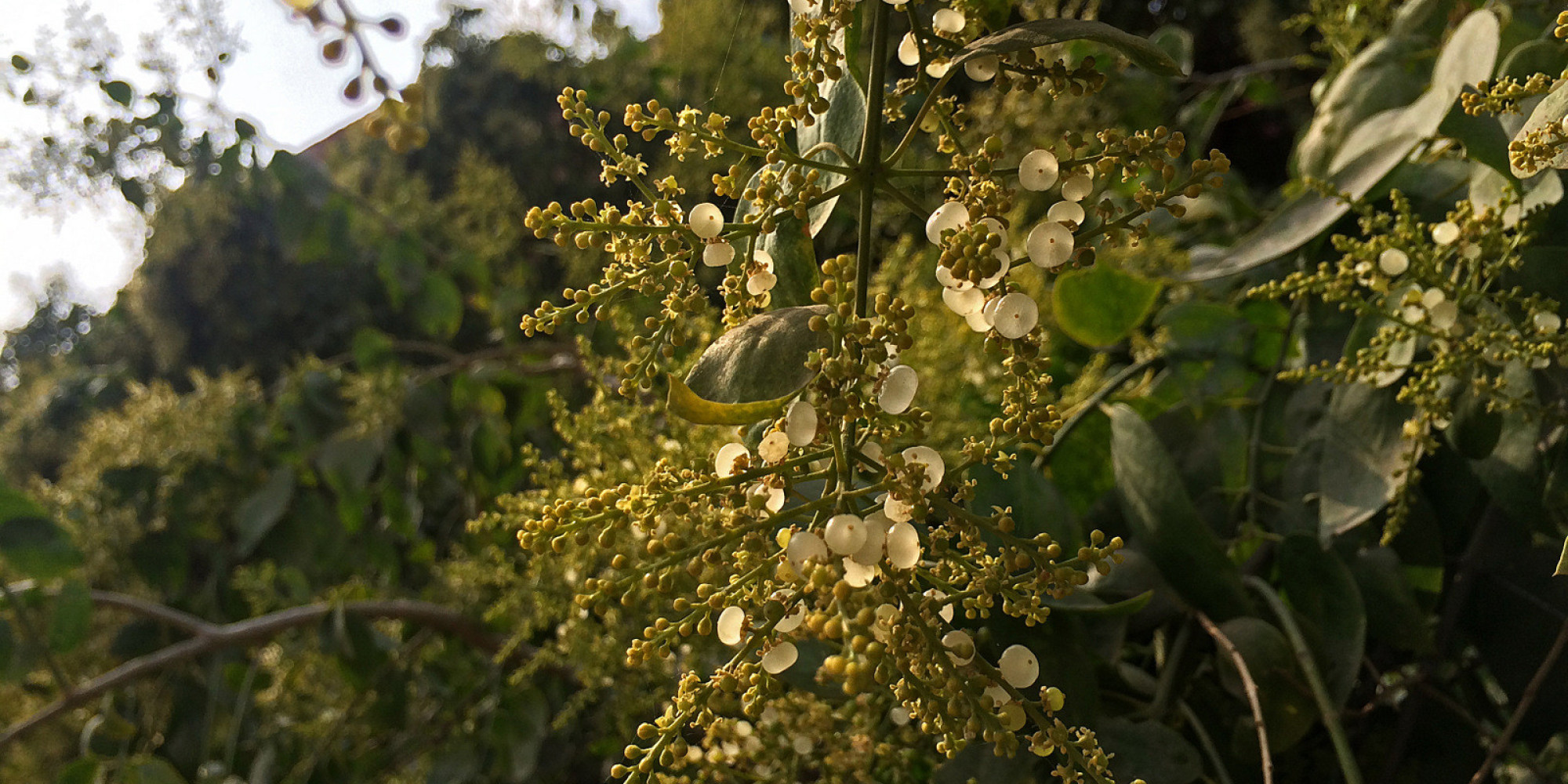 PHOTOS Here Are 22 Of Delhi's Most Beautiful Native Trees That Need