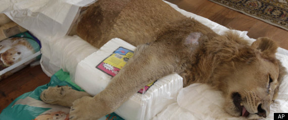 Paralyzed Lion