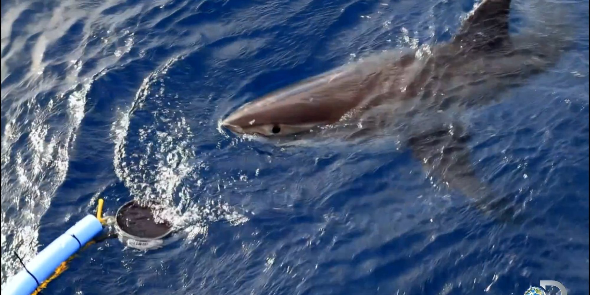 Film Crew Uses Heavy Metal To Attract Great White Sharks HuffPost