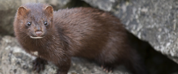 Minks Escape Ontario Fur Farm After BreakIns Minks Escape Ontario Fur Farm After BreakIns