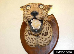 15 Disturbing (And Funny) Examples Of Taxidermy Gone Wrong 