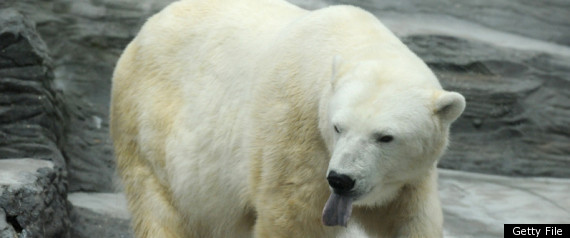Polar Bear