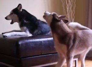 Two Dogs Arguing