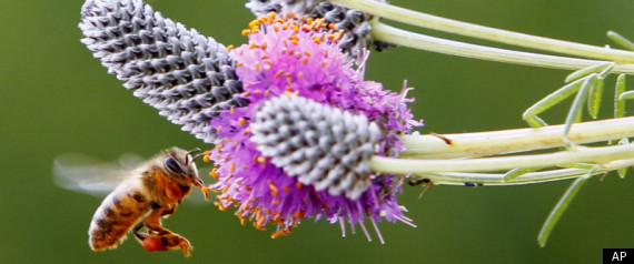 City Bees