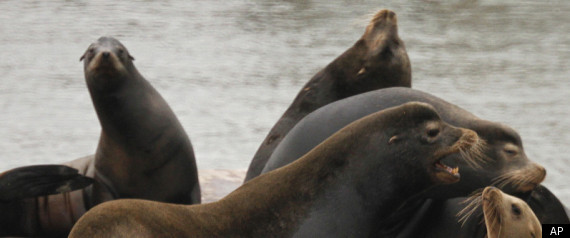 San Francisco Sea Lions