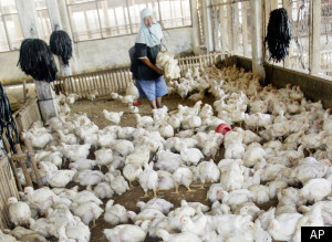 Domesticated Animal Population