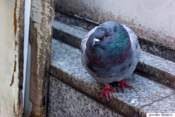 tokyo pigeon