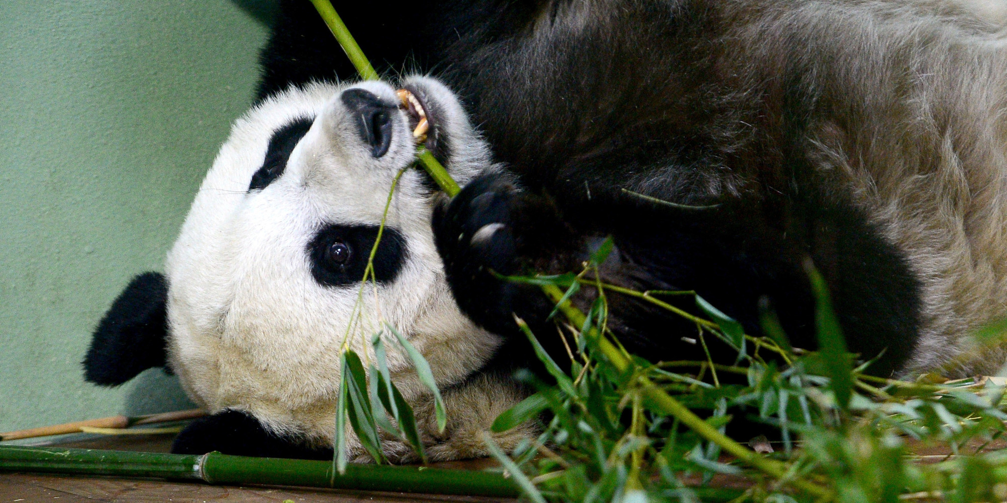 why-are-pandas-such-lazy-bastards-blame-biology-huffpost