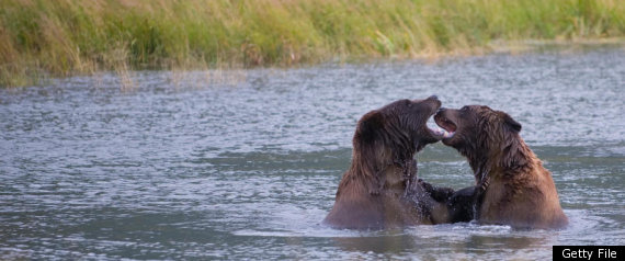 Alaska Bears