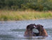 bears