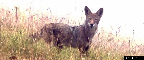 Laguna Woods Coyotes