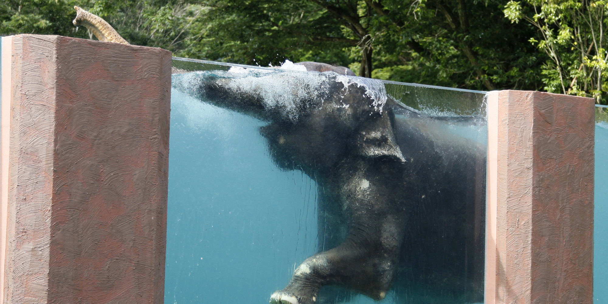 Japanese Zoo Builds A Massive Elephant Swimming Pool