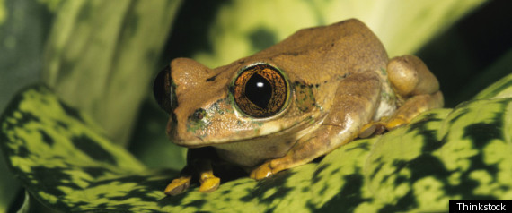 Biodiversity Loss