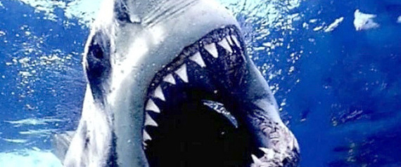Sharkweek
