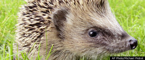 Cops Bust Hedgehog Owner