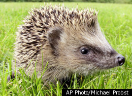 Swedish Police Arrest Woman For Housing A Hedgehog