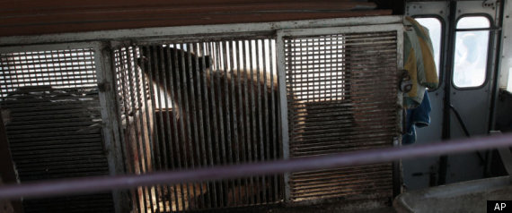 Russia Bear