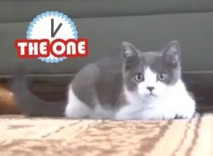 Im A Stupid Cat