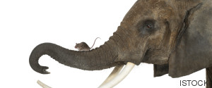 raton elefante