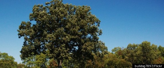 Shawshank Redemption Oak Tree
