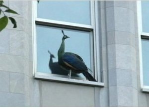 Peacock