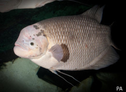Fat Fish Raised On Kit-Kat Bars Forced To Give Them A Break