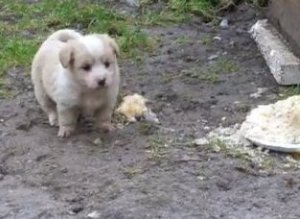 Puppies And Ducks