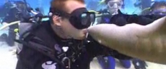 Diver Kisses Shark Then Gets Bitten Video