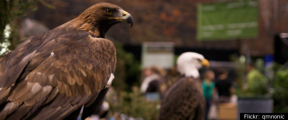 Eagle Deaths At Wind Farm: Feds Investigating Los Angeles ...