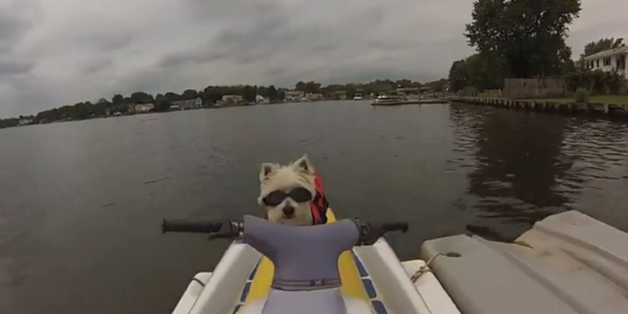 Dog Joins Owner for a Jet Ski Ride HuffPost UK