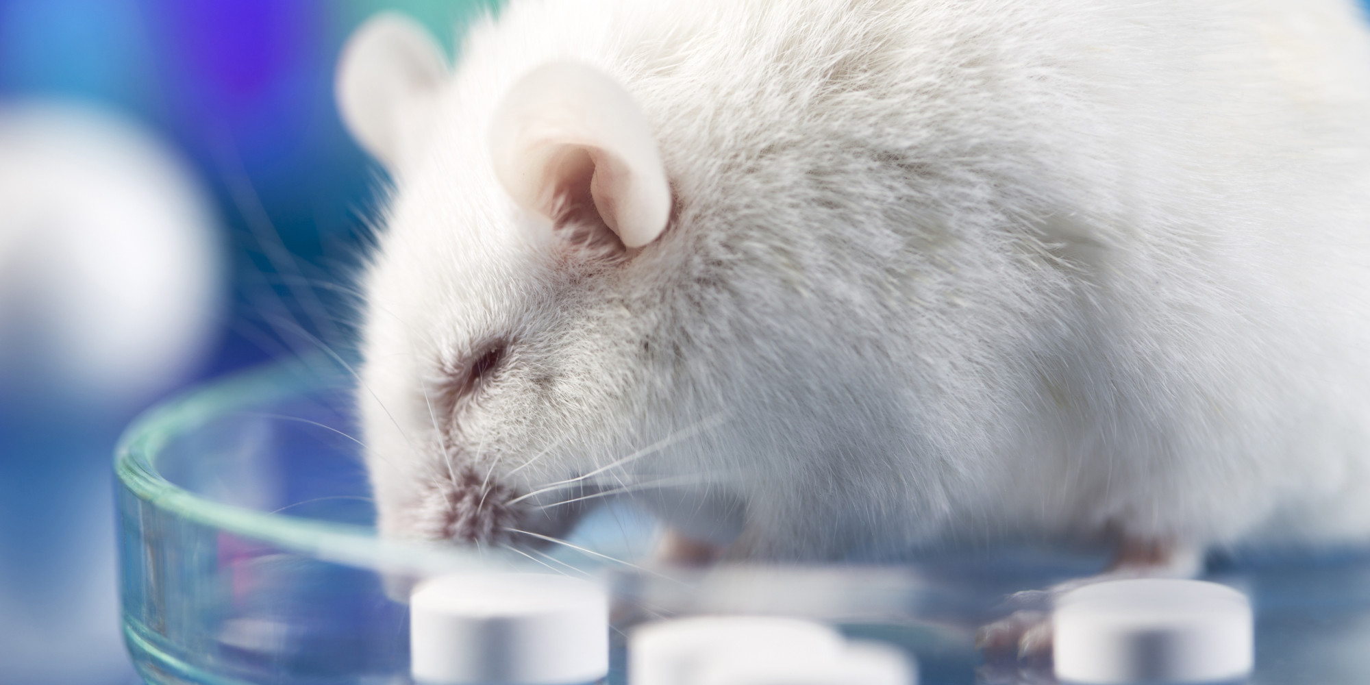 Why Science Doesn't Need Mice HuffPost