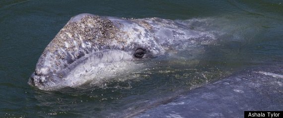 Klamath River Whale