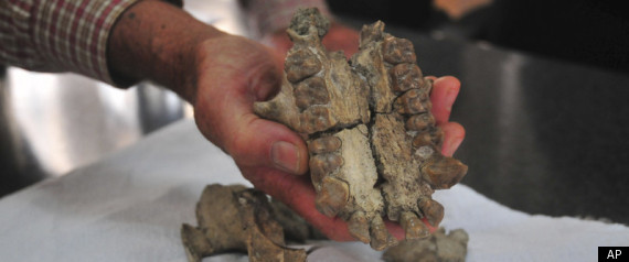 Uganda Ape Skull