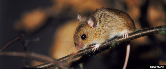 Mouse Host