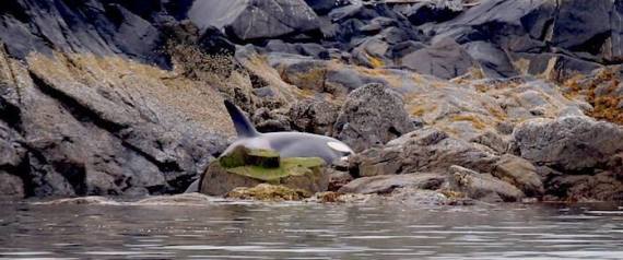 The Inside Story Behind A Remarkable Orca Rescue | WWF-Canada