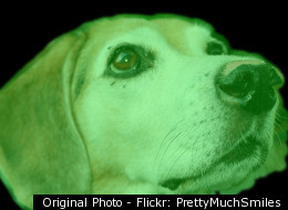 Glow In The Dark Beagle