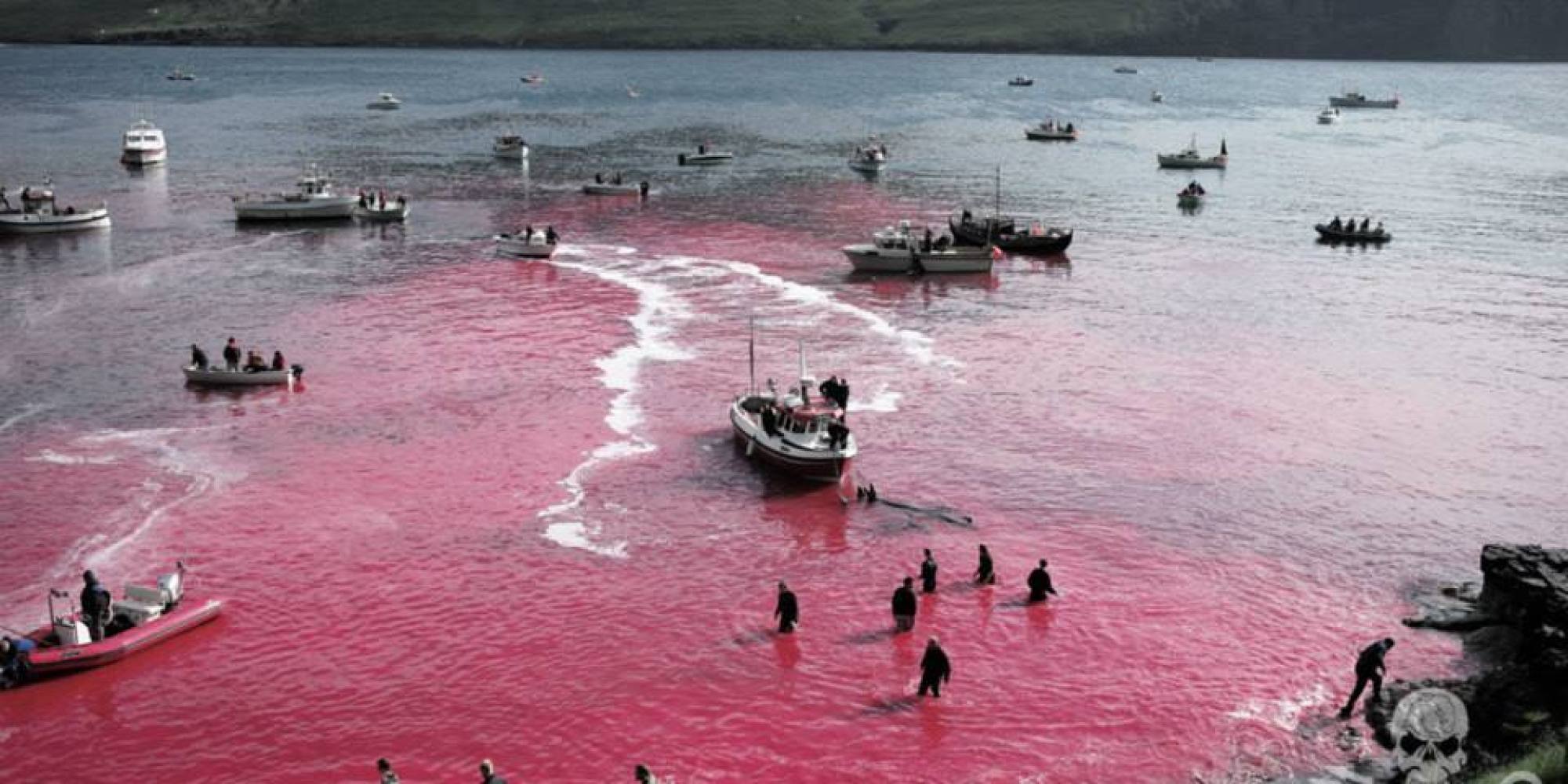 Faroe Islands Whale Slaughter Footage And Images Released By Sea