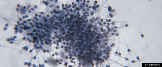 Sperm Stem Cells