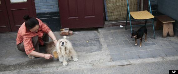 Chinese Dogs