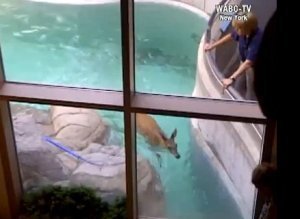 Deer Maritime Aquarium