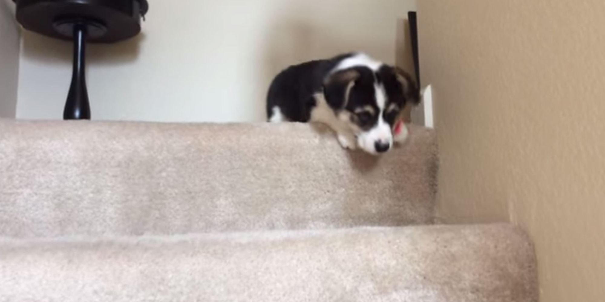 Puppy Tries To Use The Stairs For The First Time HuffPost UK