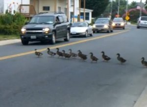 ducks crossing road