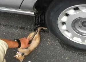 Kitten Helps Change Tire