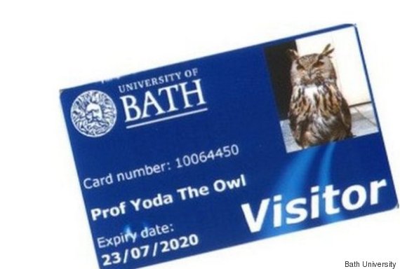 yoda